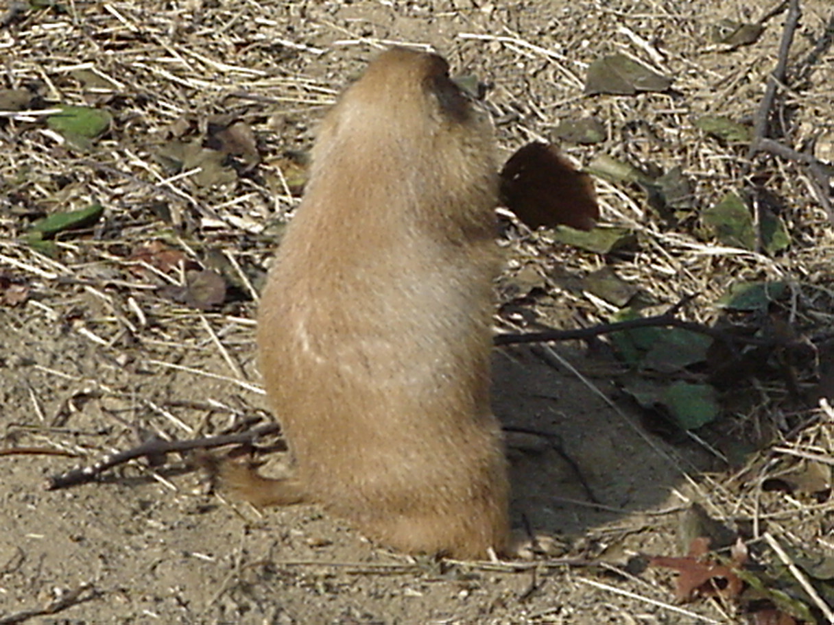 Prarie Dogs 2.jpg